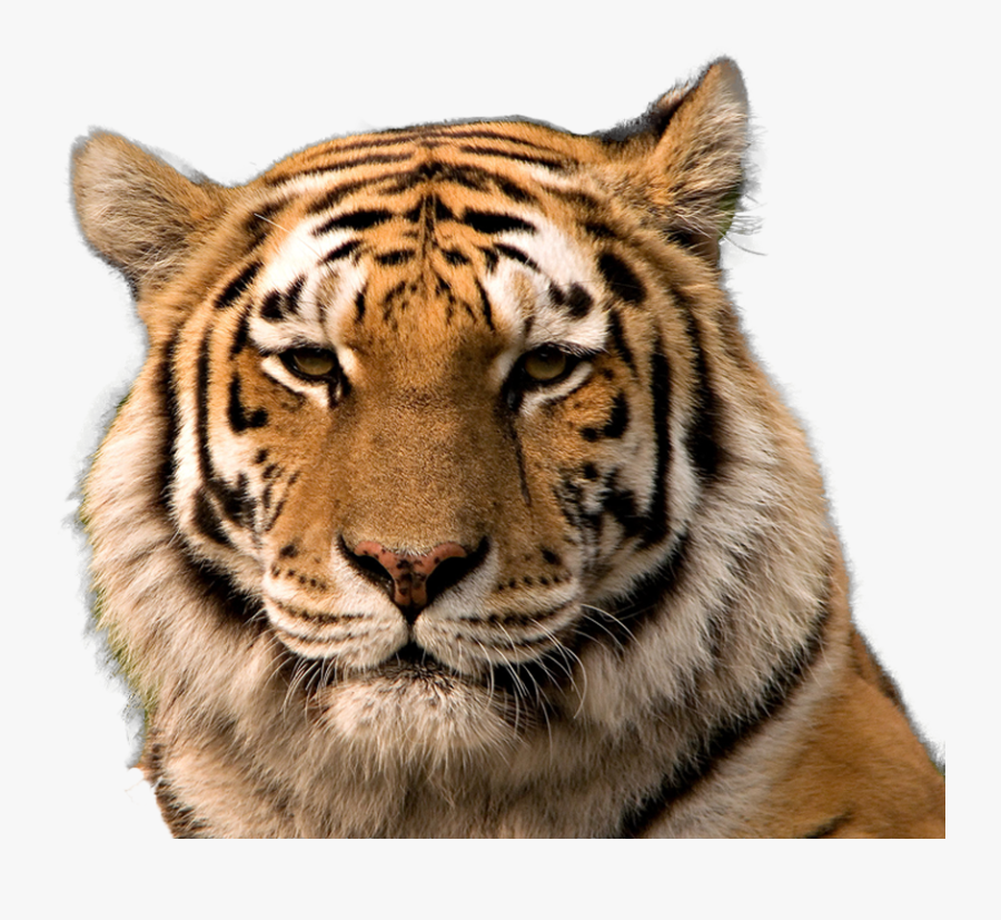 Tiger Face Png, Transparent Clipart