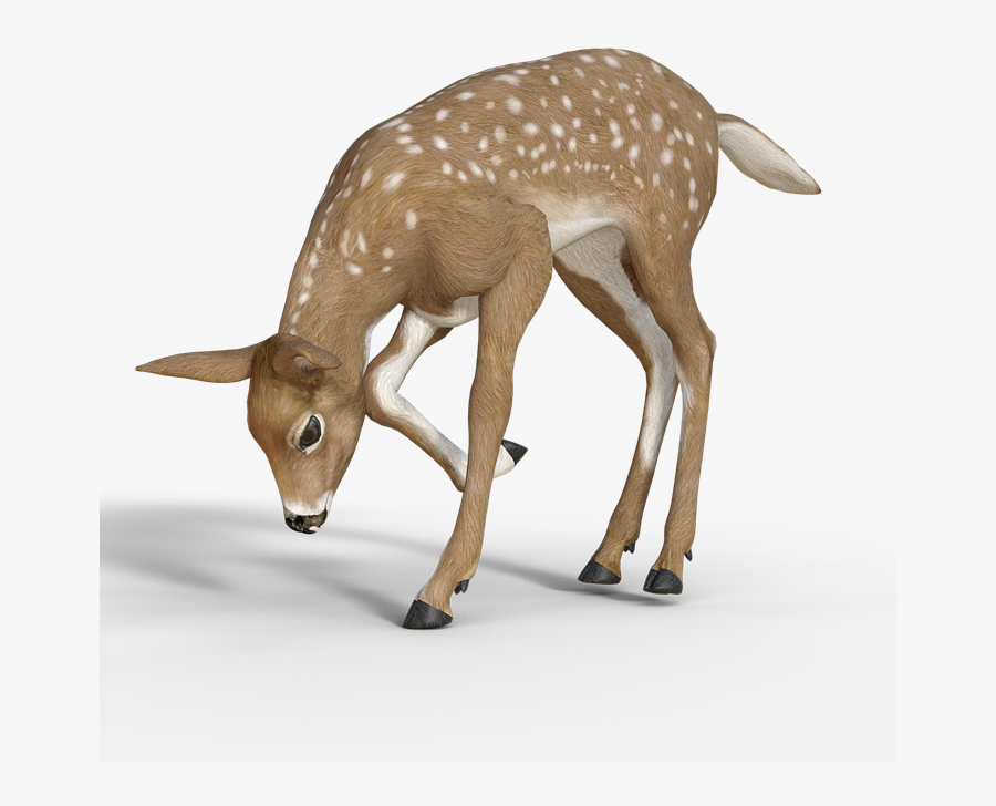 Transparent Forest Clipart Backgrounds - Deer Drinking Water Png, Transparent Clipart