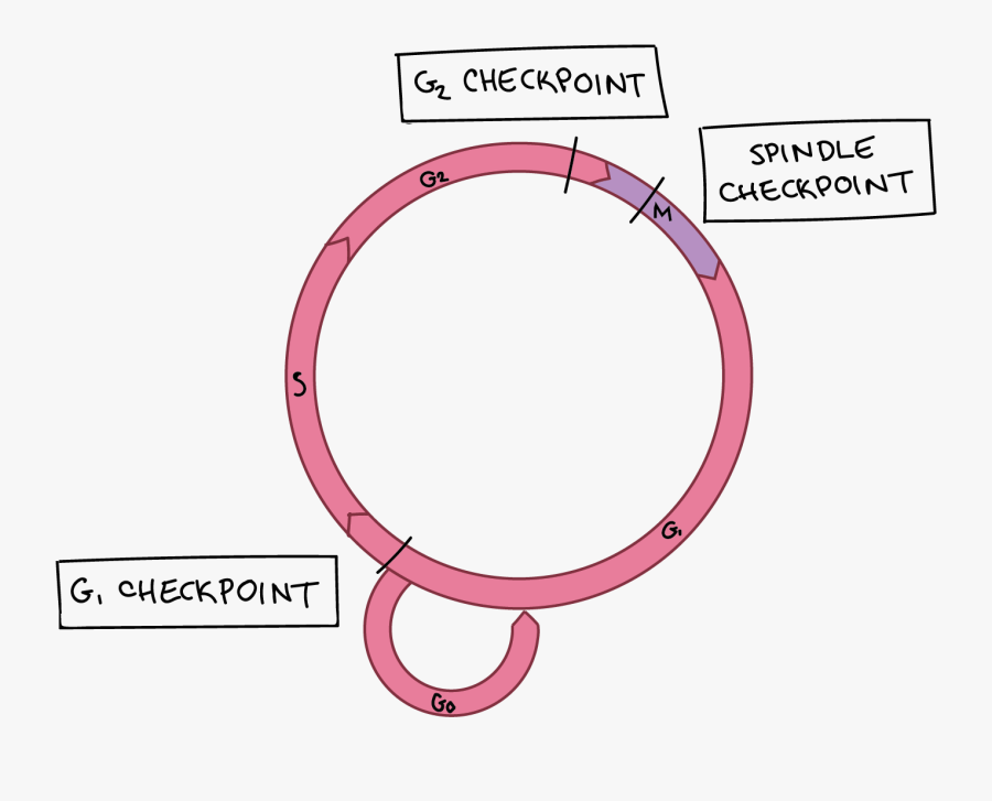 Checkpoints Biology Definition, Transparent Clipart
