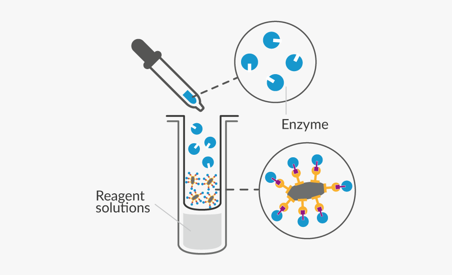 Enzyme Addition - Circle, Transparent Clipart