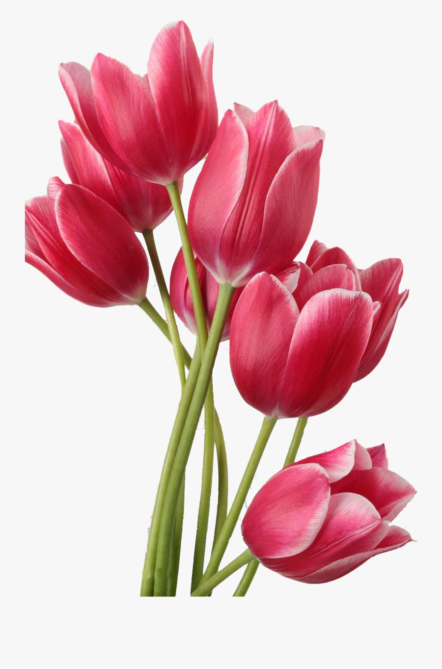 Vase Clipart Tulip - Tulip Png, Transparent Clipart
