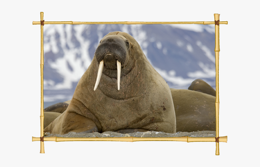 Download Walrus Icon Clipart - Walrus Animal, Transparent Clipart