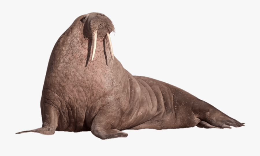 Walrus Resting Clip Arts - Walrus Png, Transparent Clipart