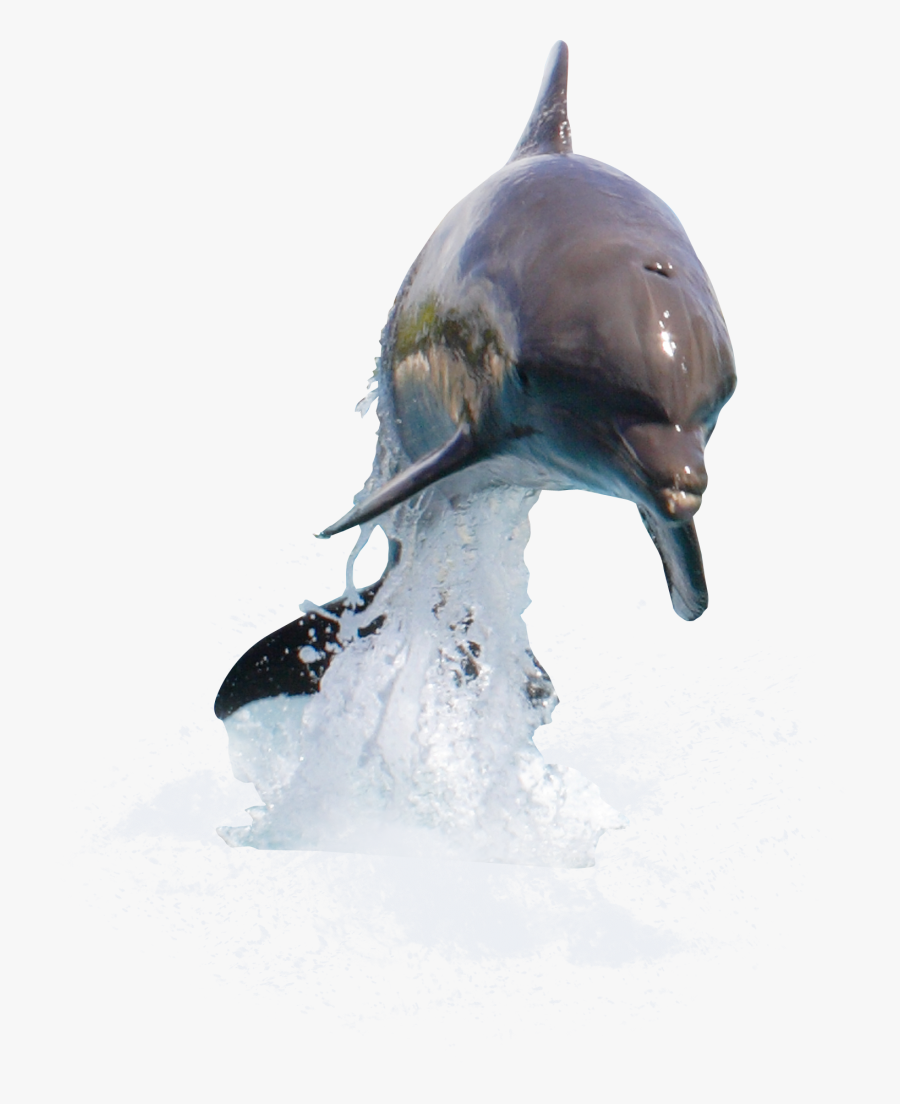 Dolphin Desktop Wallpaper Clip Art - Transparent Dolphin Png, Transparent Clipart