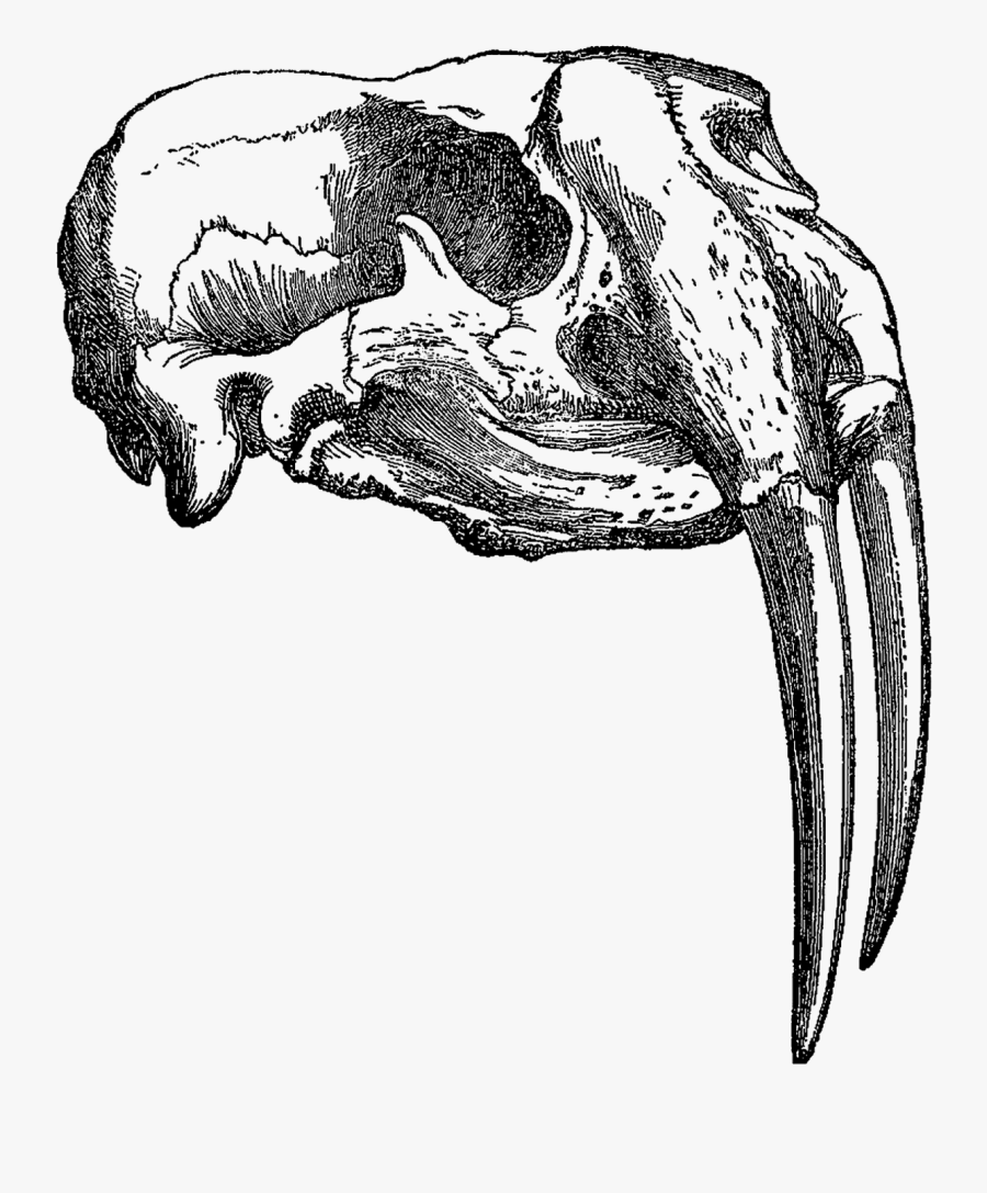 Walrus Clip Art, Transparent Clipart