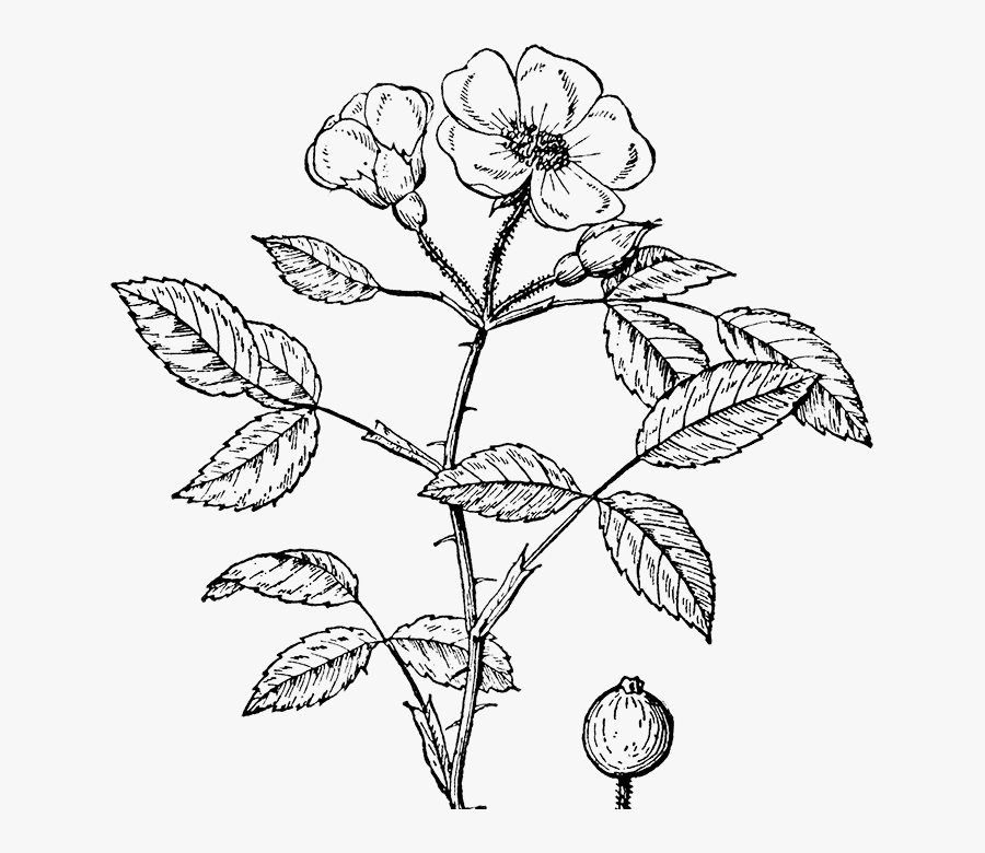Black And White Rose Clipart - Rose Plant Clipart Black And White, Transparent Clipart
