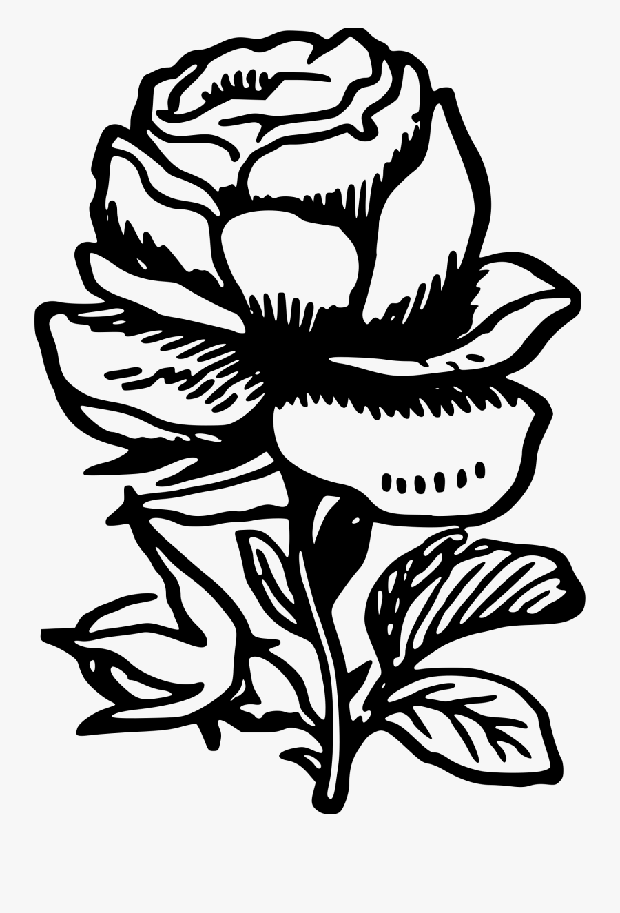 Drawing Medium Rose - Black & White Rose Png, Transparent Clipart