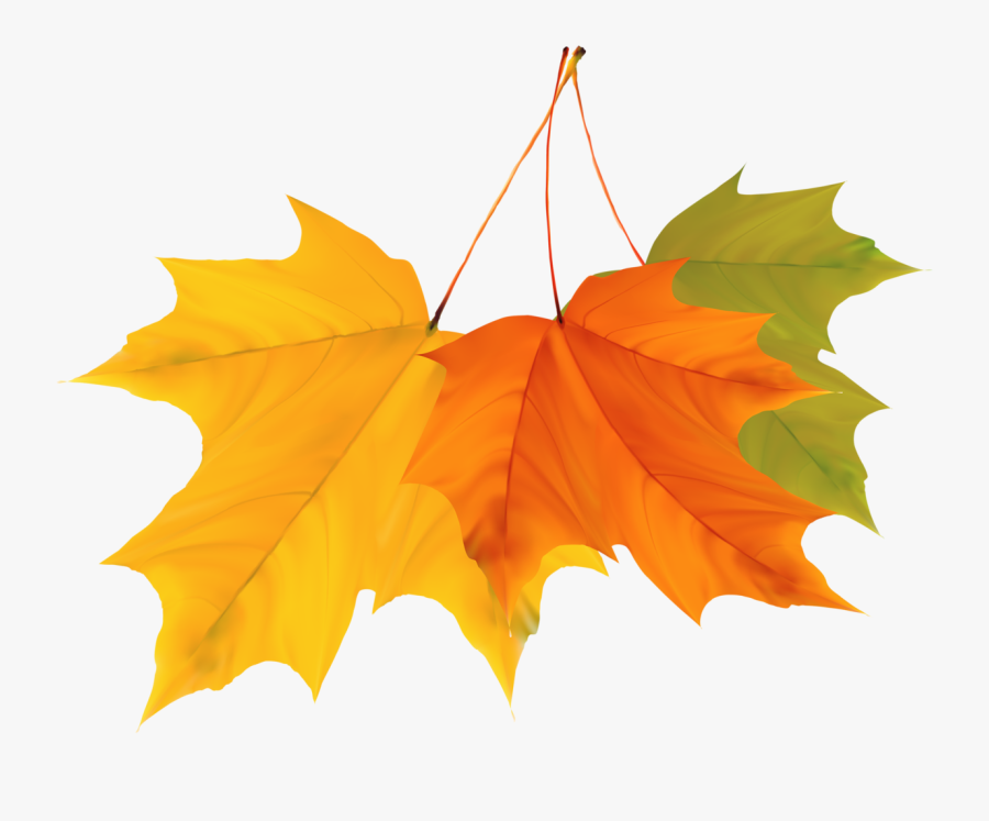 Green Yellow Maple Colours, Transparent Clipart