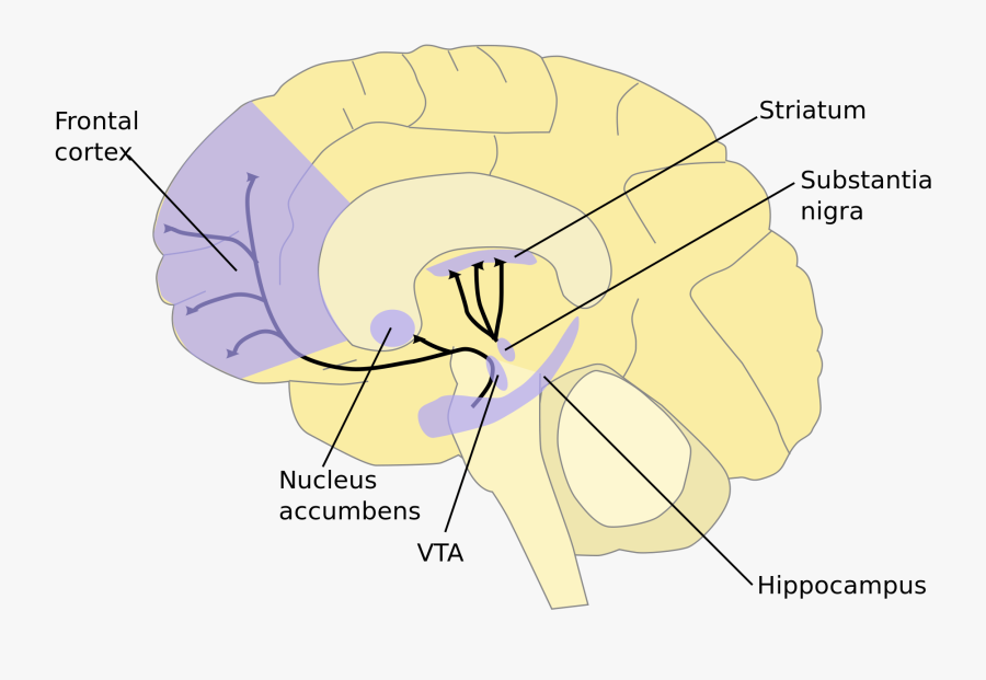 Brain Motivation And Reward System, Transparent Clipart