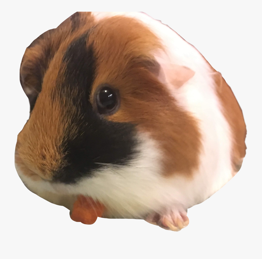 #guinea Pig Mm #freetoedit - Guinea Pig, Transparent Clipart