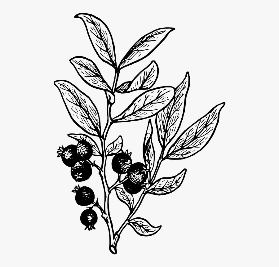 Monochrome Photography,tree,artwork - Huckleberry Clipart, Transparent Clipart