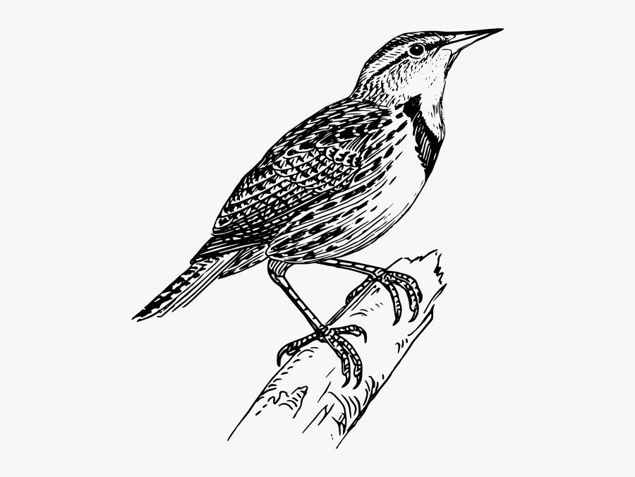 Free Vector Meadow Lark Clip Art - Line Drawing Of Bird, Transparent Clipart