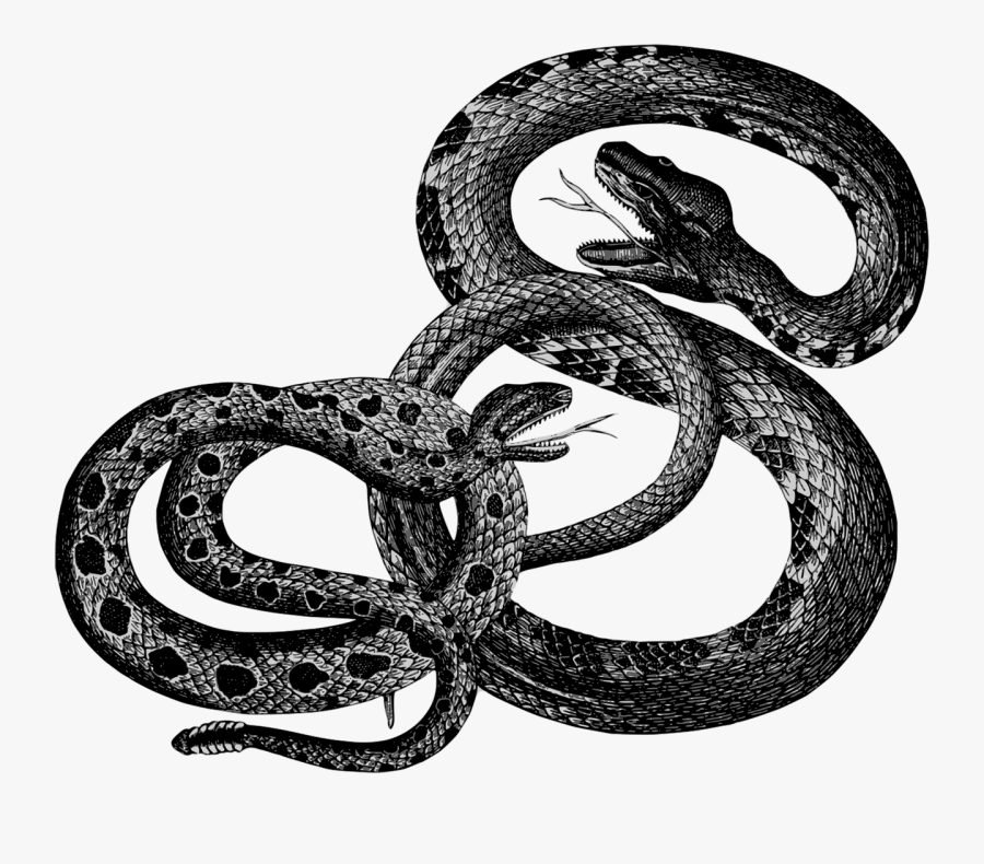Clip Art Black And White Library Bergsig Guest Farm - Snakes Vintage, Transparent Clipart