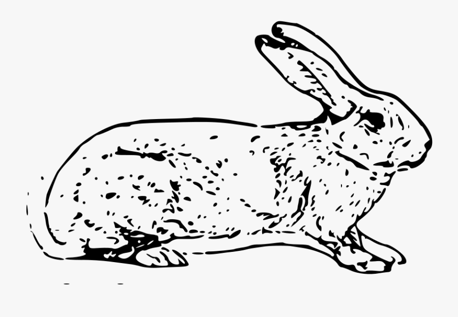Belgian Rabbit Svg Clip Arts - White Rabbit Copyright Free, Transparent Clipart