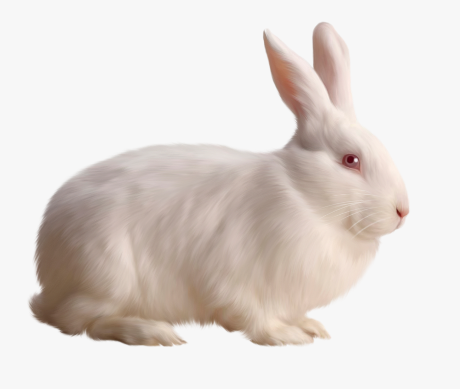 Rabbit Png, Transparent Clipart