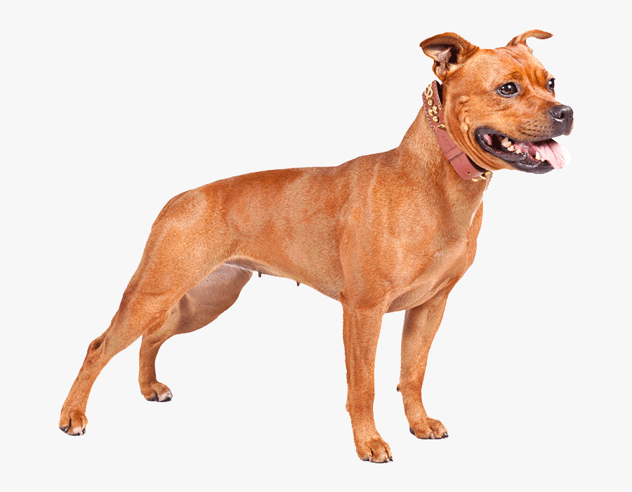 Perro Pitbull Png Clip Art Library Download - Perros Pitbull Png, Transparent Clipart