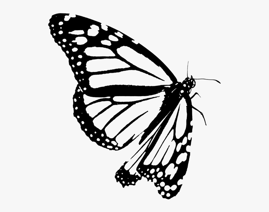 Monarch, Butterfly, Clipart, Black, White, Outline - Monarch Butterfly, Transparent Clipart