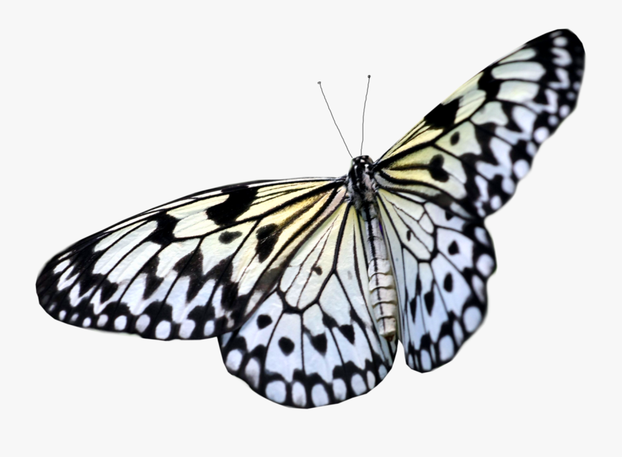 Transparent Background Real Butterfly Png, Transparent Clipart