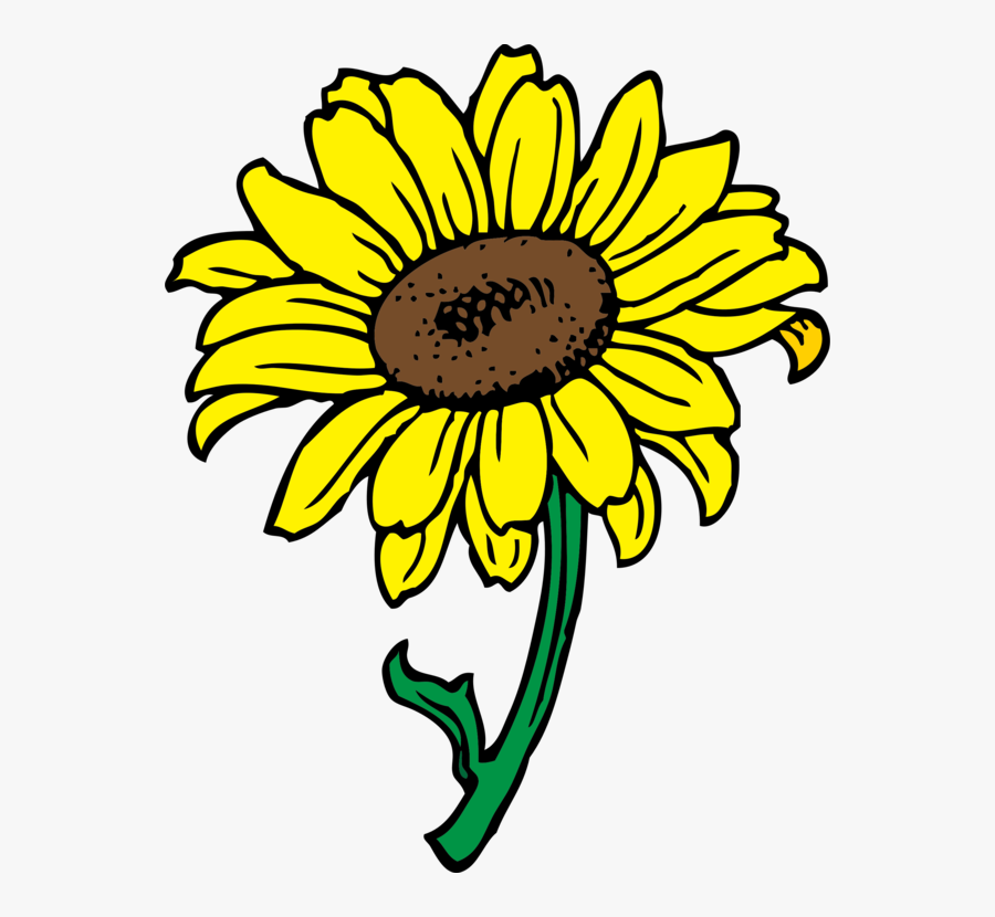 Sunflower Seed,chrysanths,plant - Clip Art Of Sunflower, Transparent Clipart