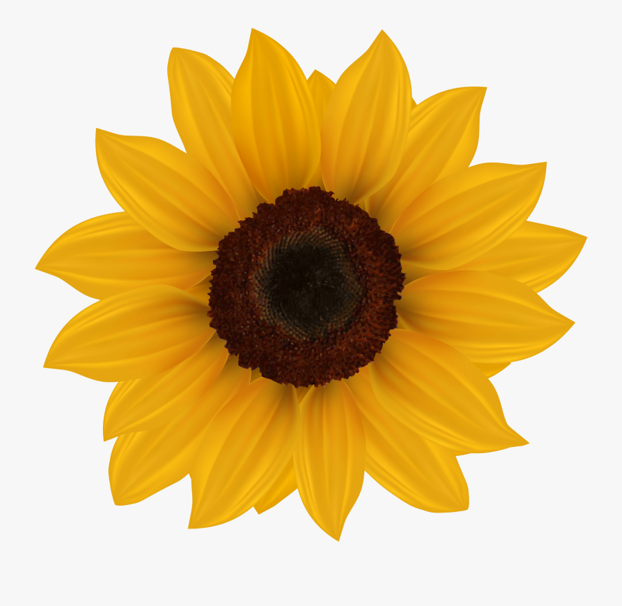 Sunflower Png Clipart Image - Sunflower Clip Arts Flowers, Transparent Clipart