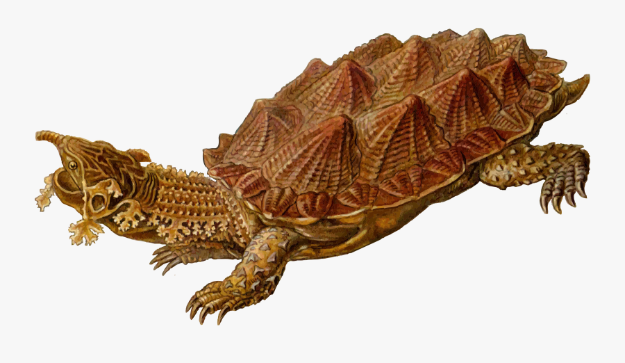 Prehistoric Turtle 5 Clip Arts - Prehistoric Turtles, Transparent Clipart