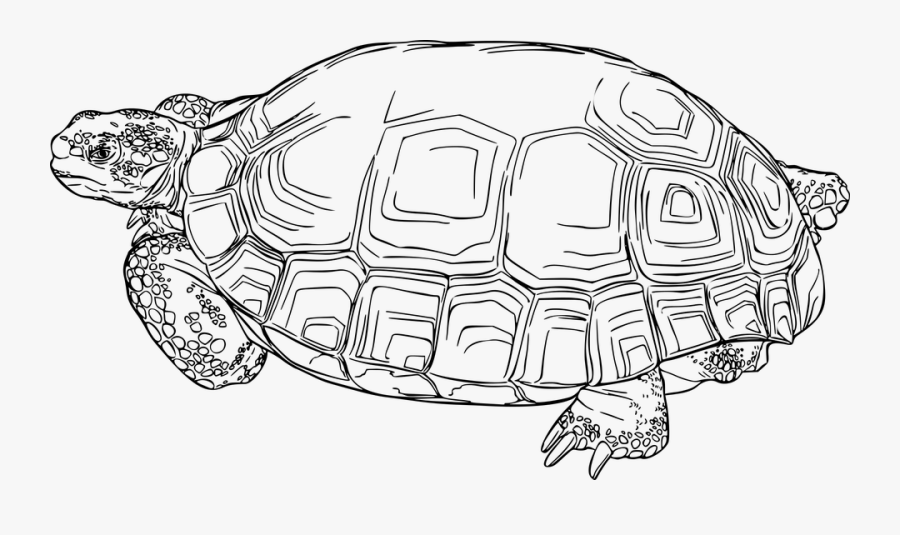 Animal Nature Reptile Tortoise Turtle - Desert Tortoise Clip Art, Transparent Clipart