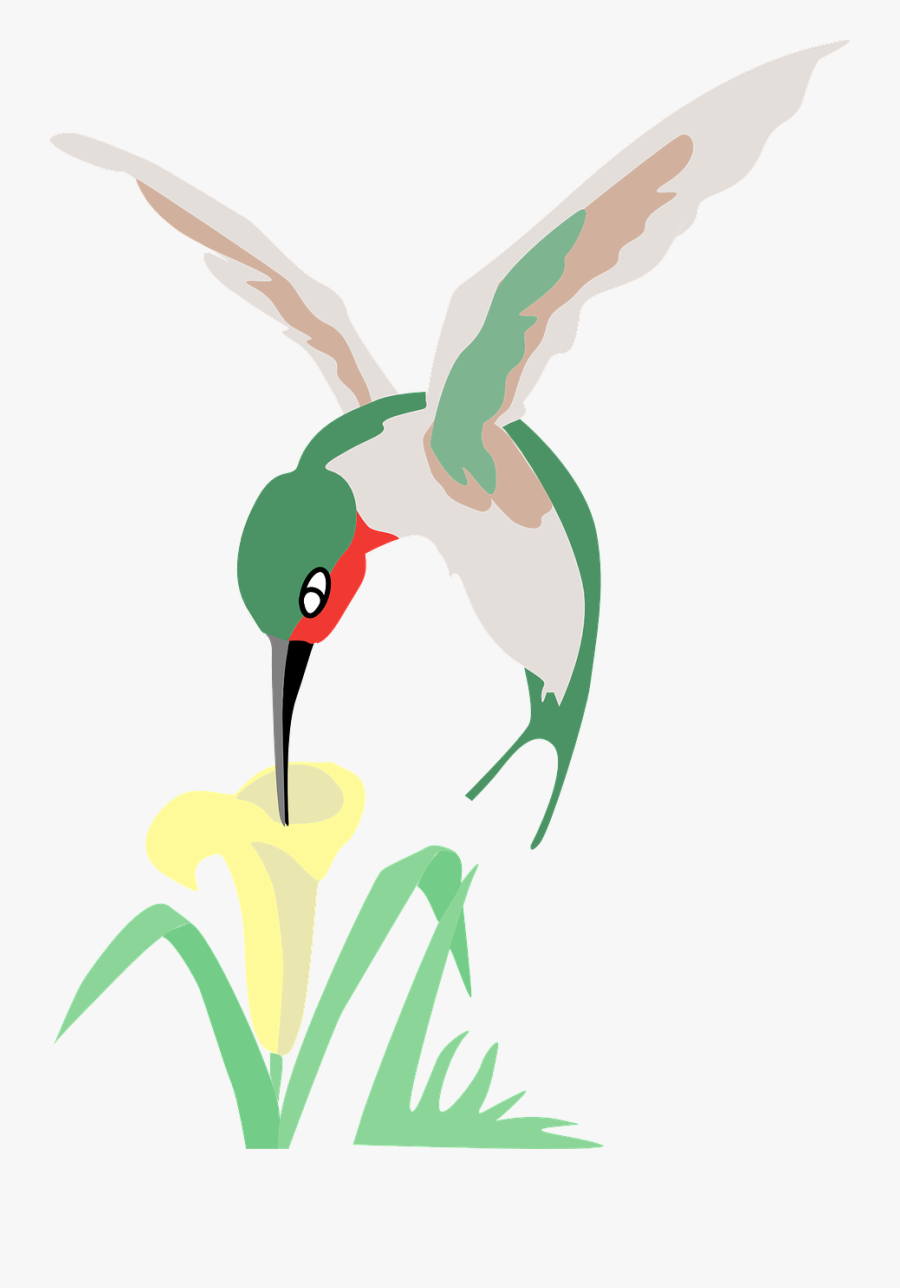 Transparent Green Flower Png - Hummingbird And Flower Cartoon, Transparent Clipart