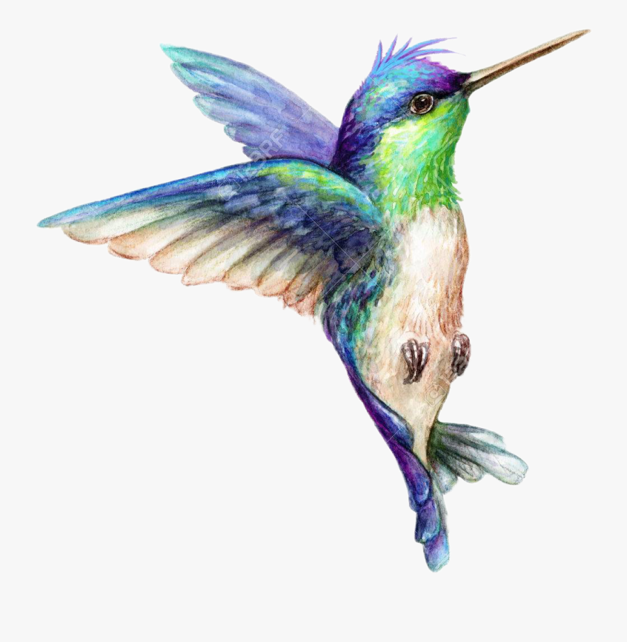 Art Hummingbirds Bird Birds, Transparent Clipart