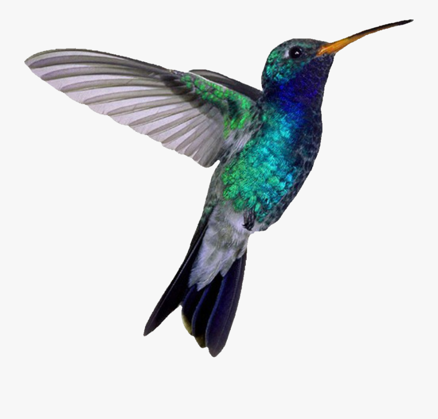 Clip Art Hummingbird Picture - Humming Bird With White Background, Transparent Clipart