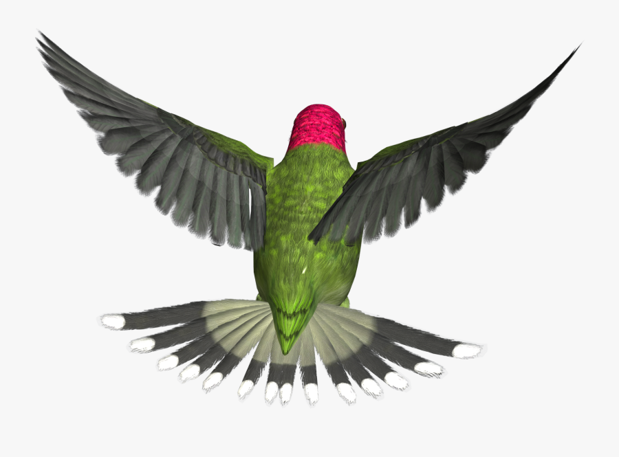 Download Hummingbird Png Hd - Flying Bird Png Gif, Transparent Clipart
