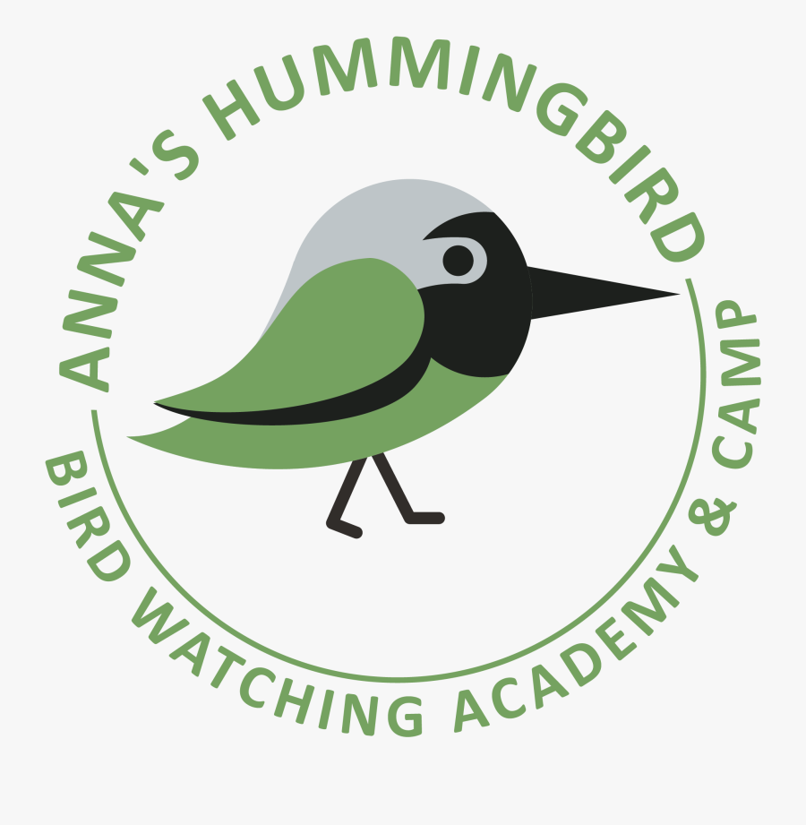 Anna’s Hummingbird Picture - Perching Bird, Transparent Clipart