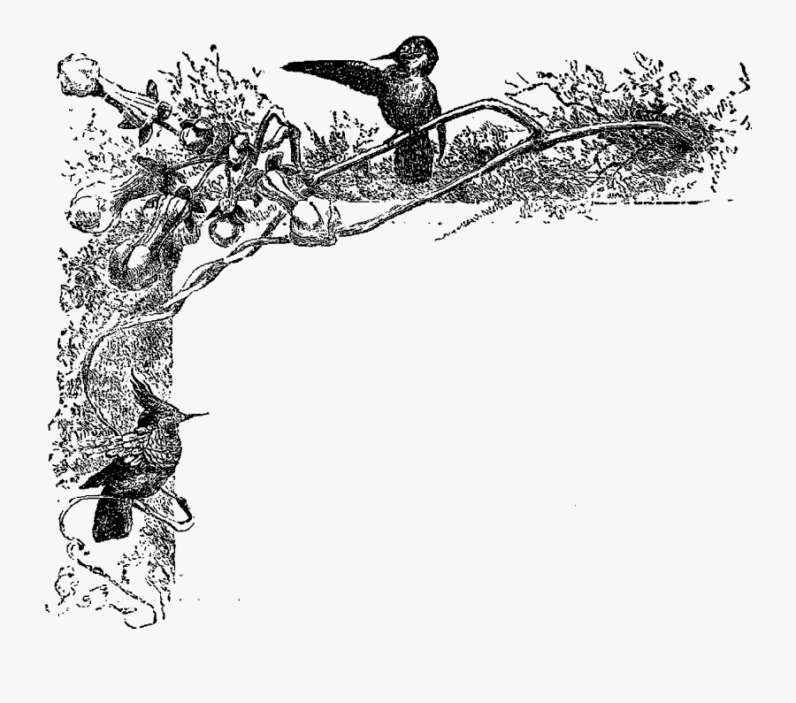 Bird Clip Art Hummingbird Image - Bird Corner Art Stamped, Transparent Clipart