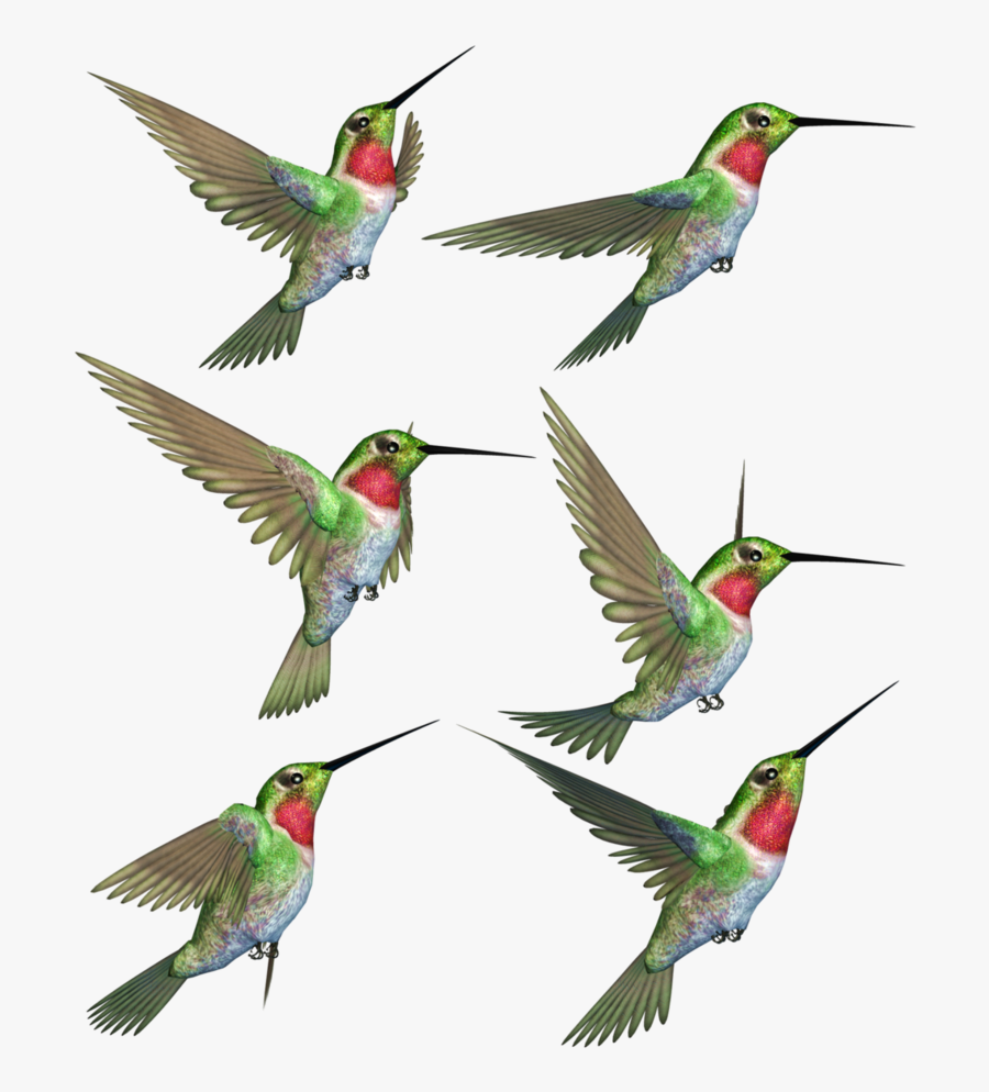 Hummingbird Png Transparent Image - Hummingbird, Transparent Clipart