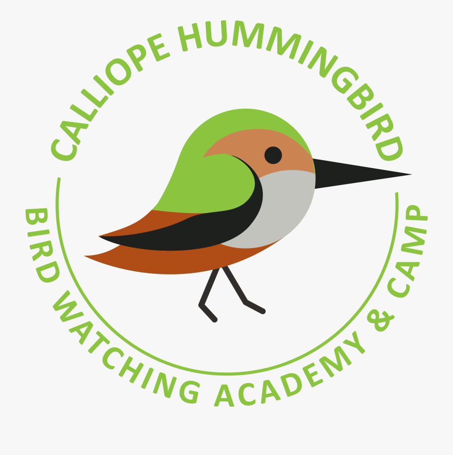 Calliope Hummingbird Picture - American Institute Of Professional Bookkeepers, Transparent Clipart