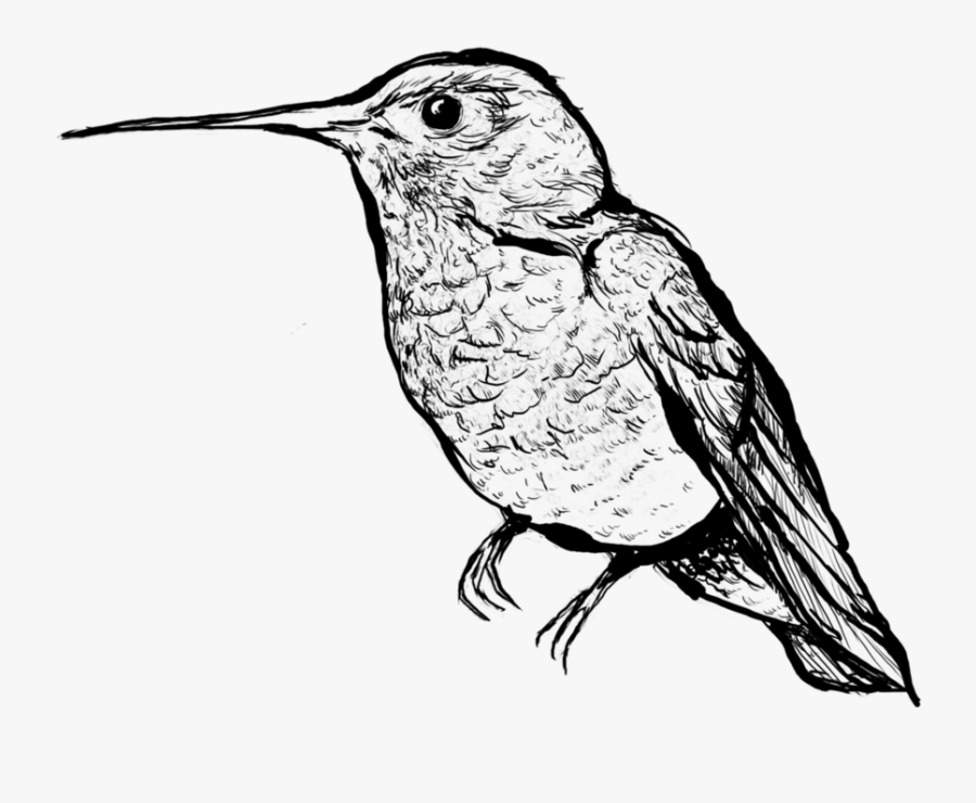 Transparent Humming Bird Png - Hummingbird Line Art Png, Transparent Clipart