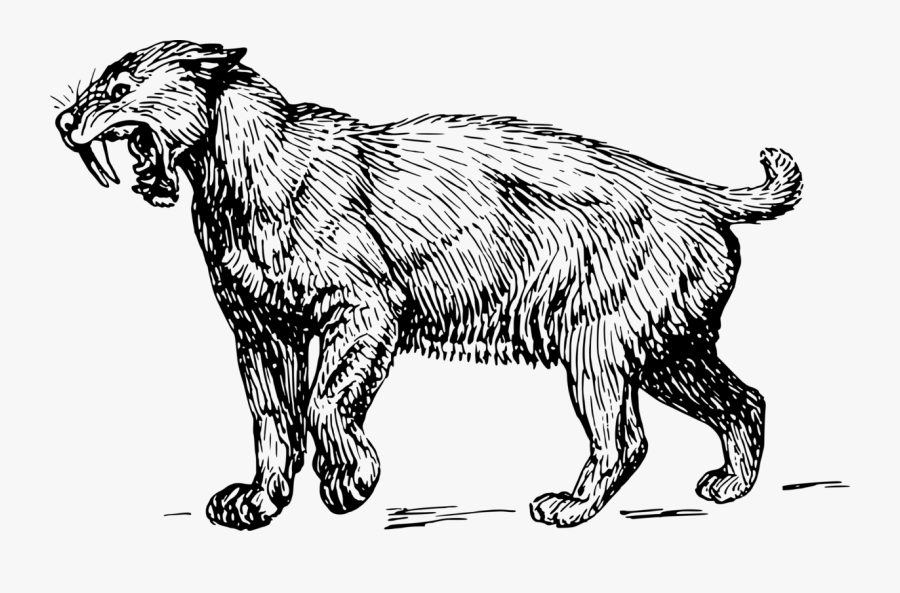 Line Art,wildlife,small To Medium Sized Cats - Saber Tooth Transparent Black And White, Transparent Clipart