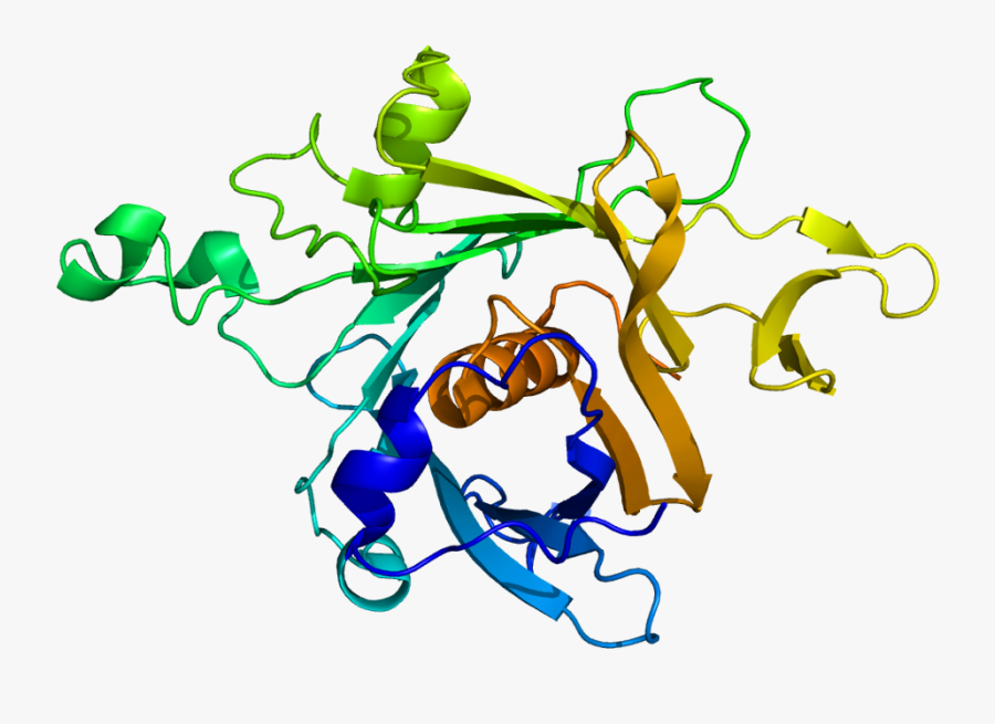 Protein Tub Pdb 1c8z - Tub1 Structure, Transparent Clipart