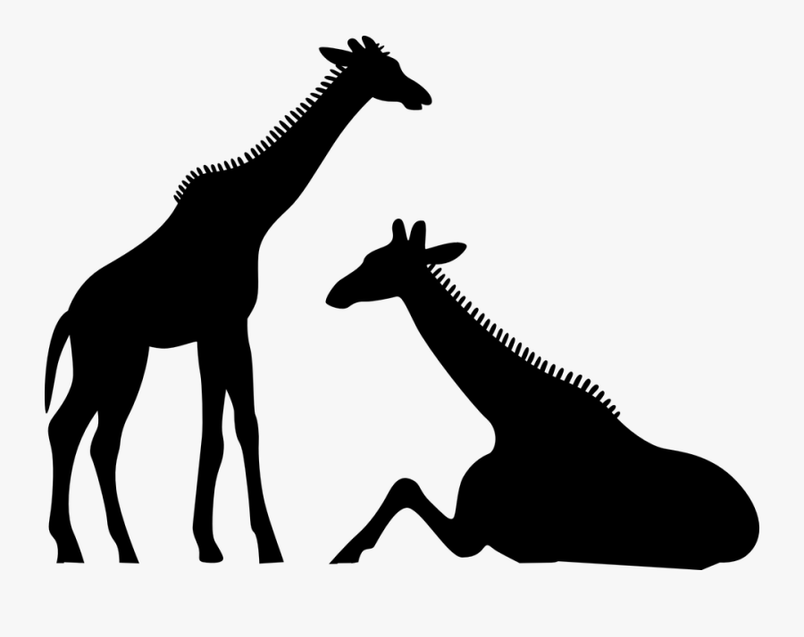 Giraffes, Safari, Black, Tall, Sitting, Wildlife, Wild - Animales Sabana En Negro, Transparent Clipart