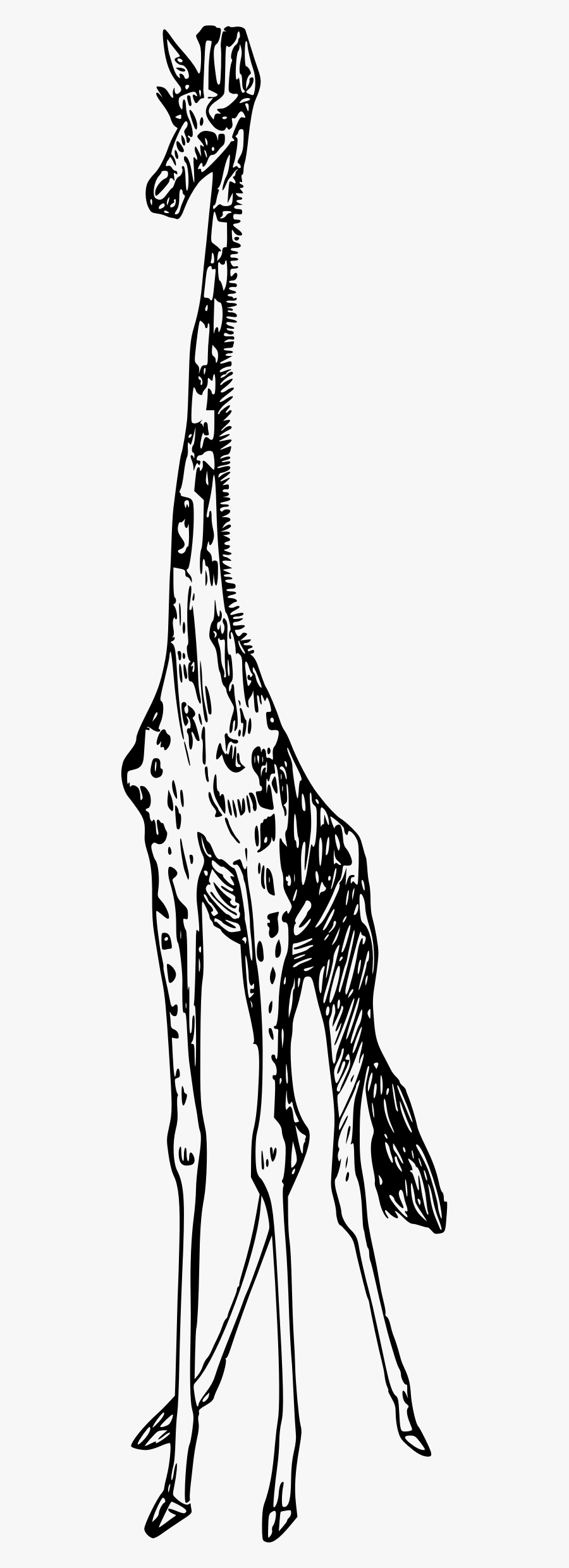 Giraffe 3 Clip Arts, Transparent Clipart