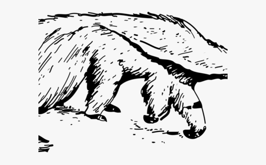 Transparent Totem Pole Png - Cartoon Anteater Black And White, Transparent Clipart