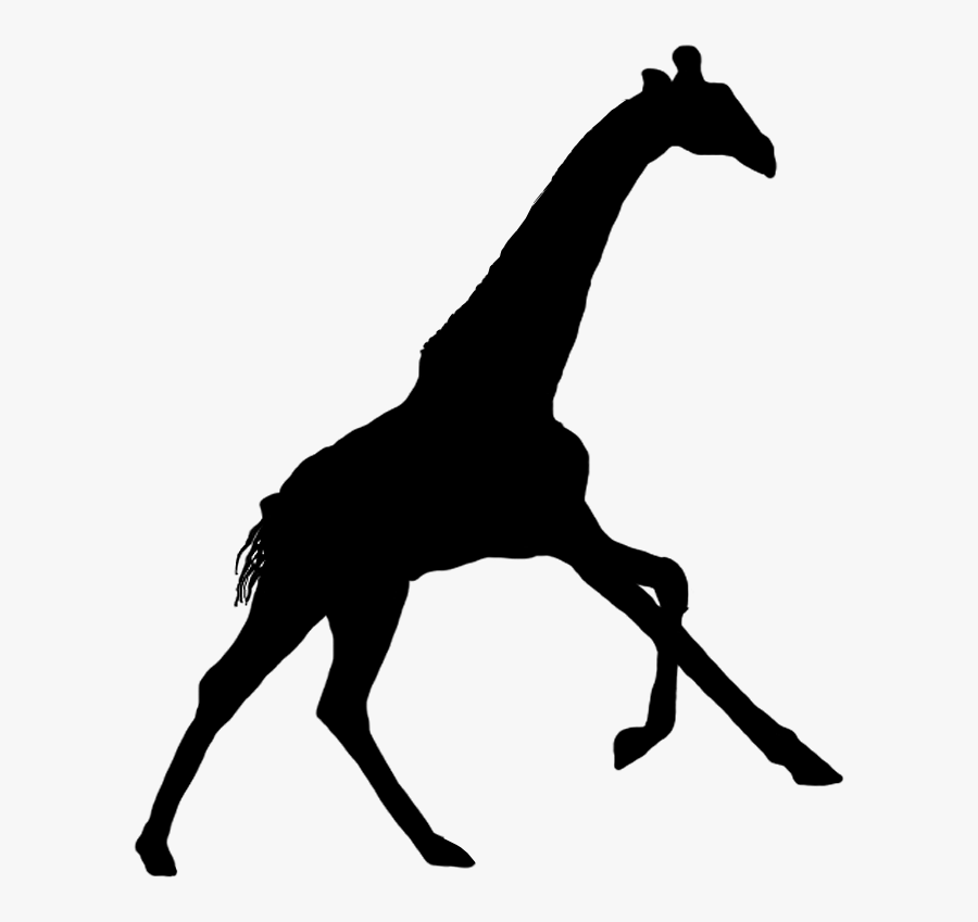 Transparent Giraffe Png - Giraffe Conservation Center, Transparent Clipart