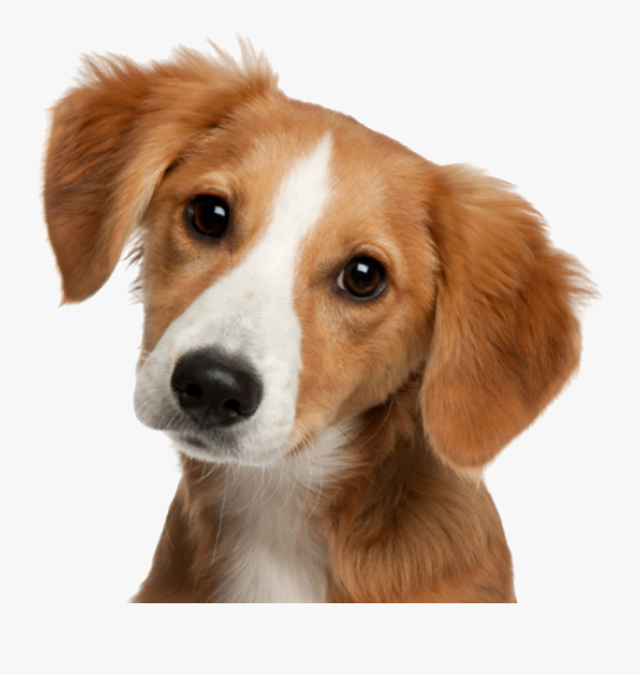 Clip Art Cute Dog Face - Cute Dog Png, Transparent Clipart