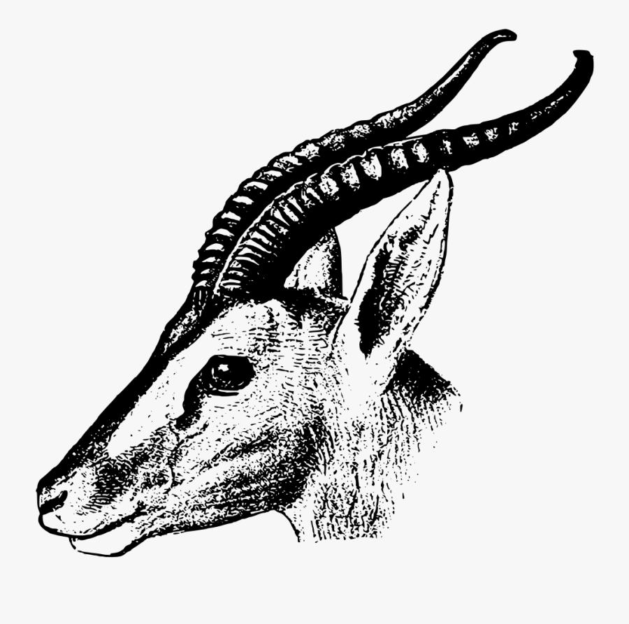 Soemmerring"s Gazelle - Gazelles Black And White Animal, Transparent Clipart