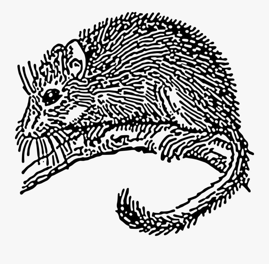 Dormouse - Dormouse Drawing , Free Transparent Clipart - ClipartKey