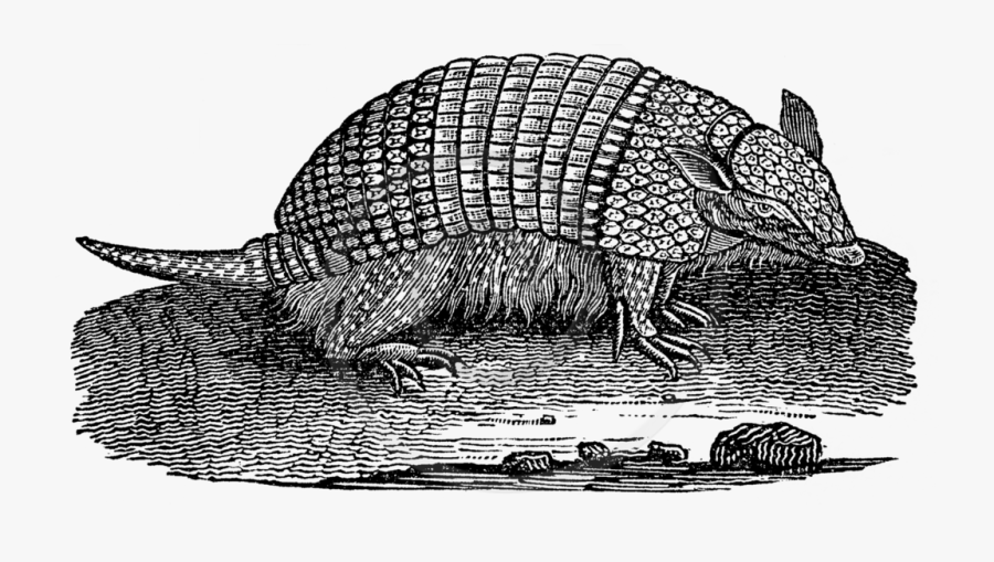 Armadillo Clip Art, Transparent Clipart