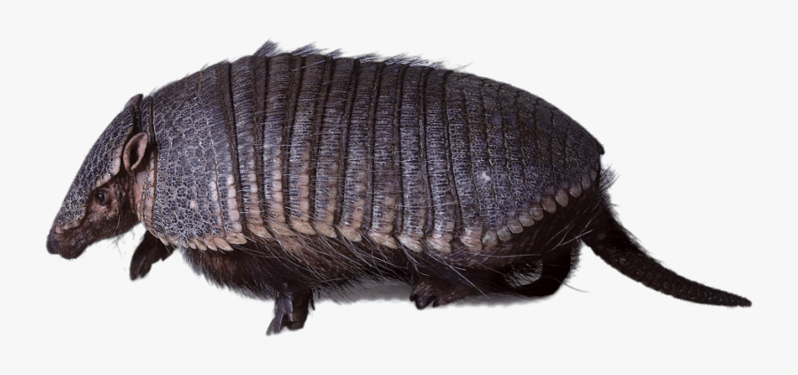 Armadillo Walking - Transparent Armodillo, Transparent Clipart
