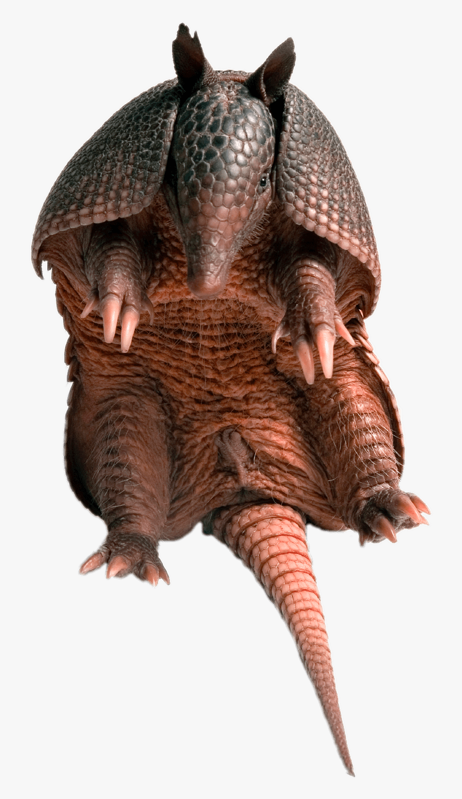 Armadillo Sitting - Armadillo Research, Transparent Clipart