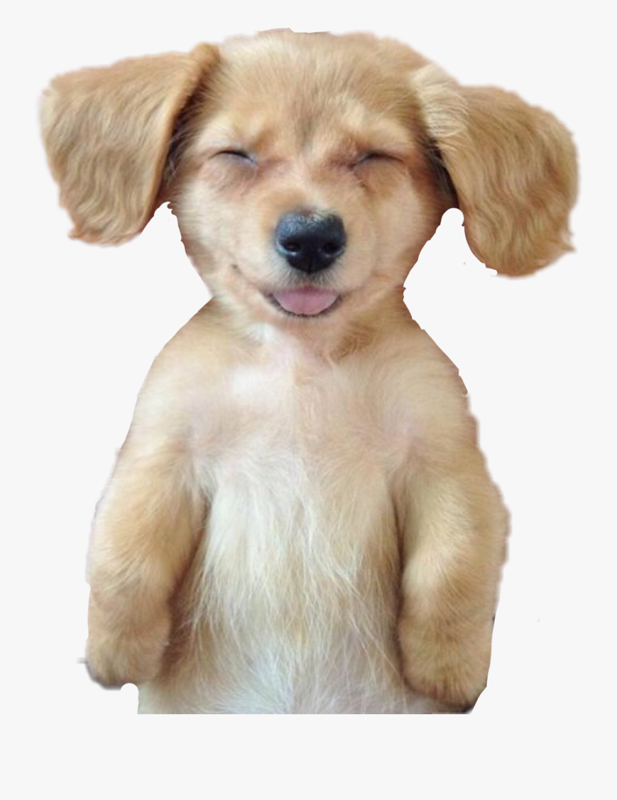 Clip Art Funny Dog Smile - Funny Dog Png Transparent, Transparent Clipart