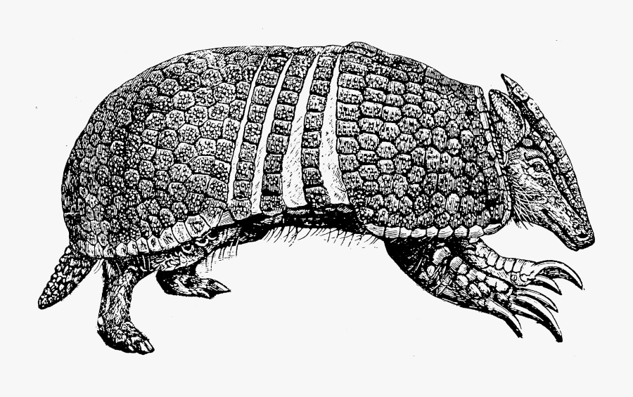 Illustration, Transparent Clipart