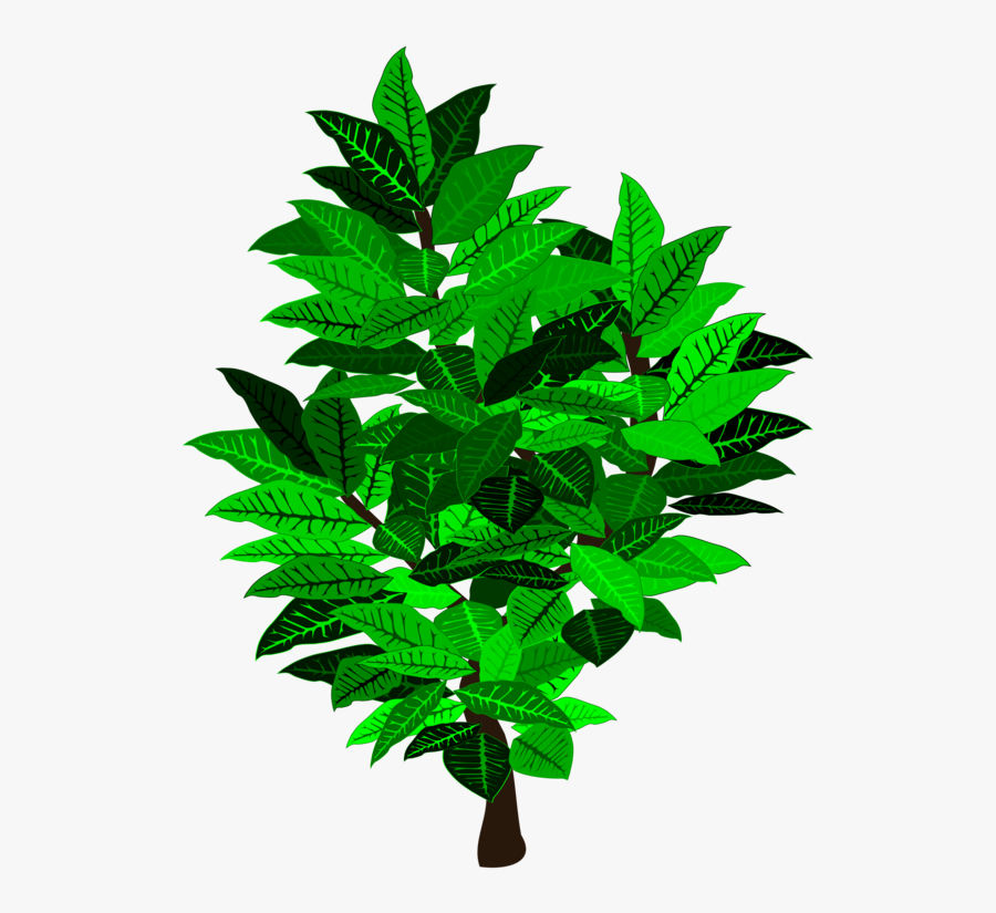 Evergreen,plant,leaf - Illustration, Transparent Clipart